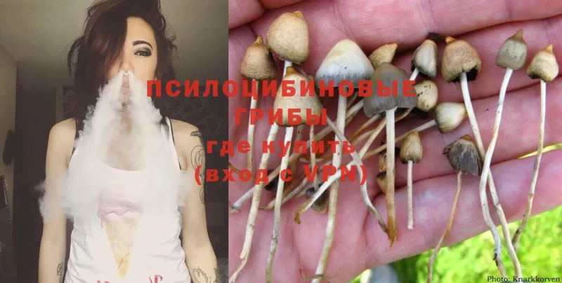 Псилоцибиновые грибы Psilocybine cubensis  закладки  Чкаловск 